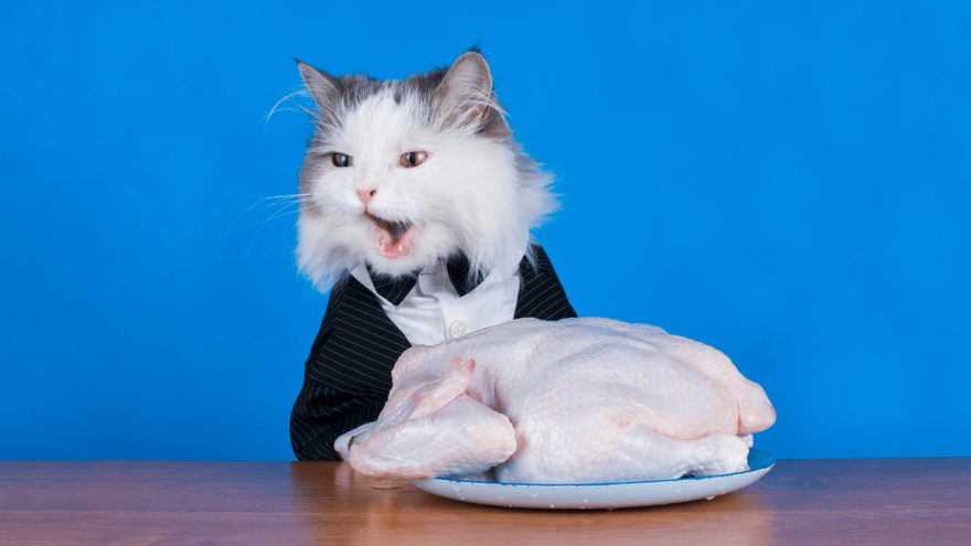 Can Cats Eat Raw Chicken? What Are The Risks?