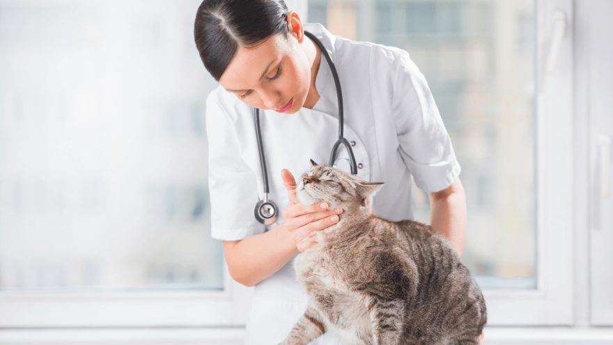 Koliko često biste trebali voditi mačku veterinaru?