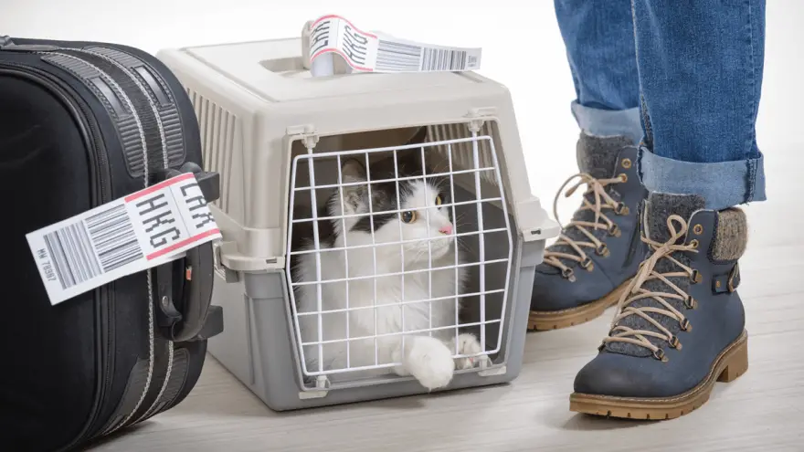7 Best Cat Carriers For Safe Travels