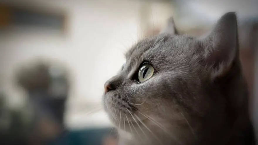 What Is Cat Dementia & How To Help Your Cat?