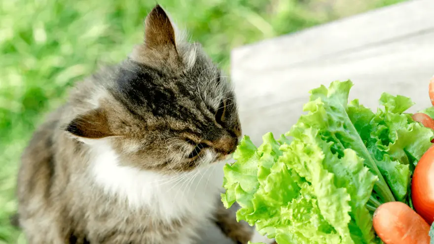 Mogu li mačke jesti zelenu salatu - dobrobiti i opasnosti