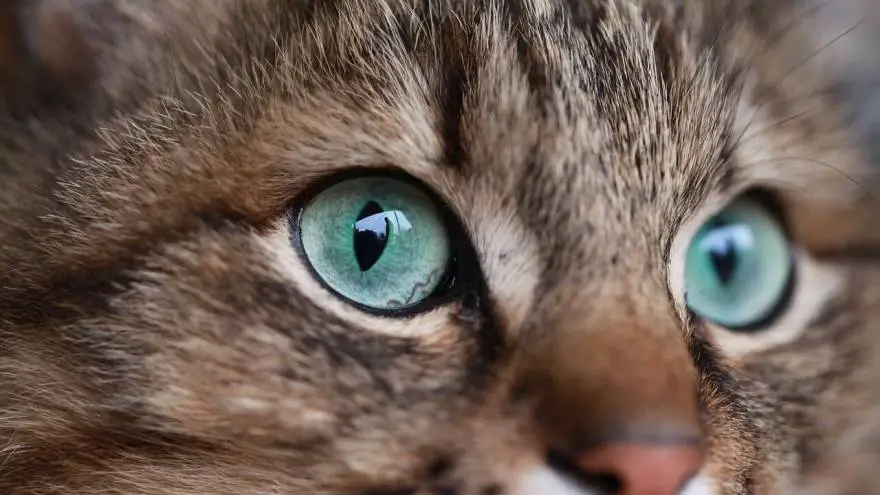 Što vlasnici mačaka trebaju znati o mačjim očima