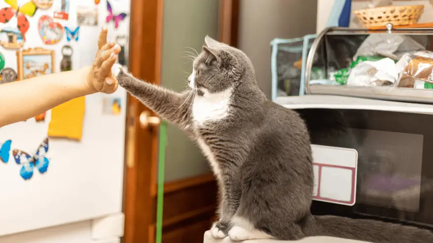 How To Train Your Cat: Expert Tips & Tricks