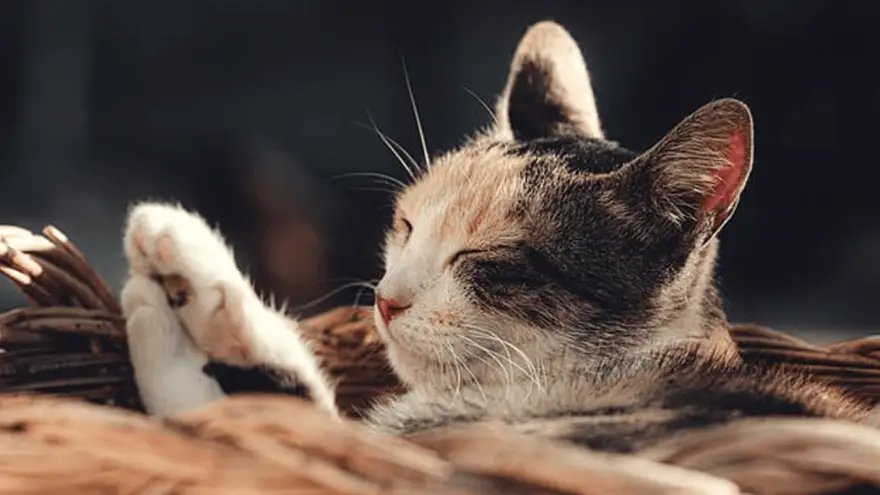 Cat Dandruff: Causes & Treatment