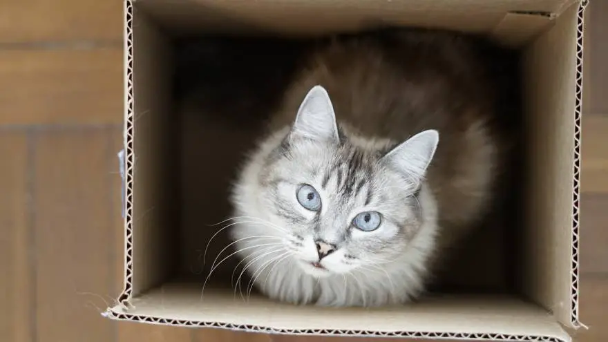 Zašto mačke vole kutije? 7 mogućih razloga