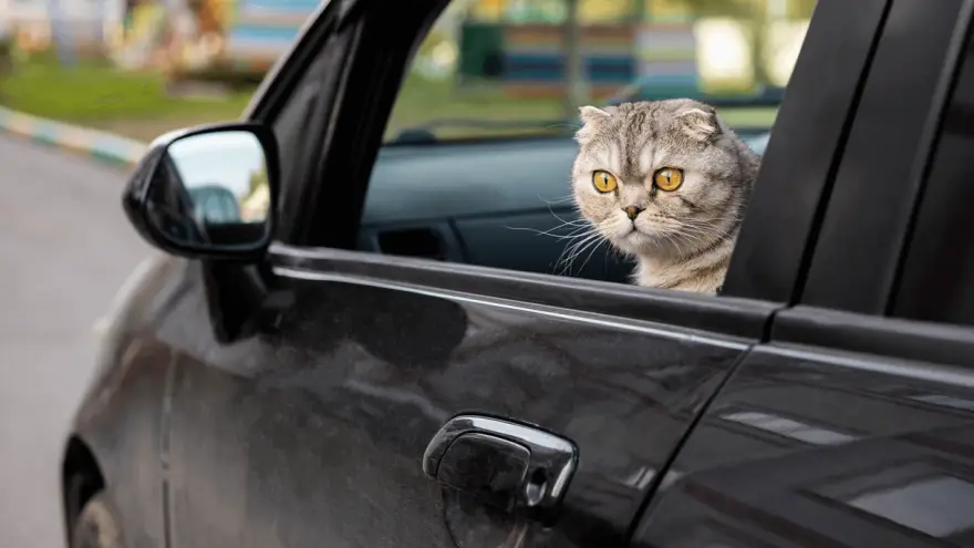 8 Helpful Tips For Safe Traveling With Your Cat