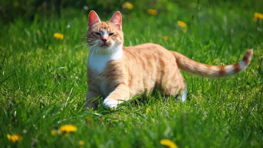 Kriptorhizam kod mačaka - uzroci, simptomi i dijagnoza