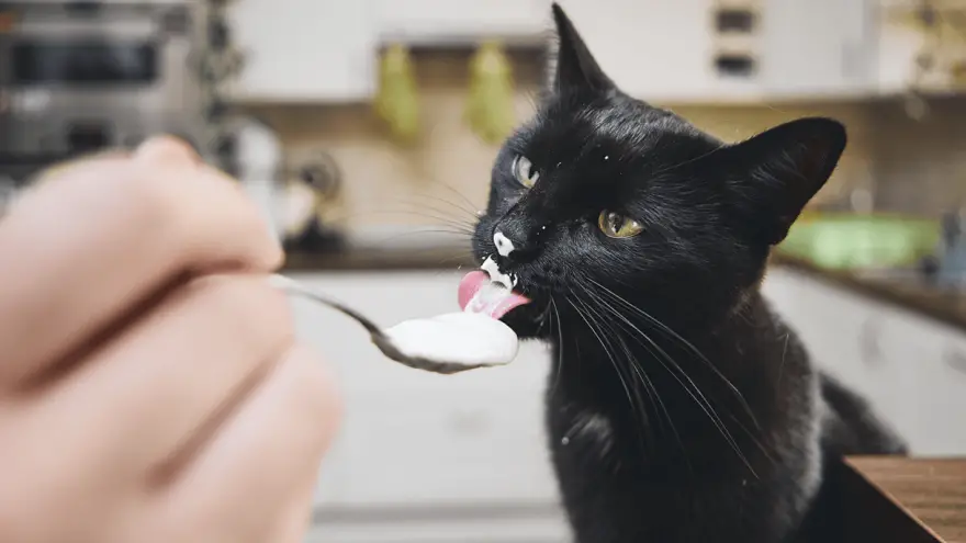 Should I Add Yogurt To My Cats Diet?
