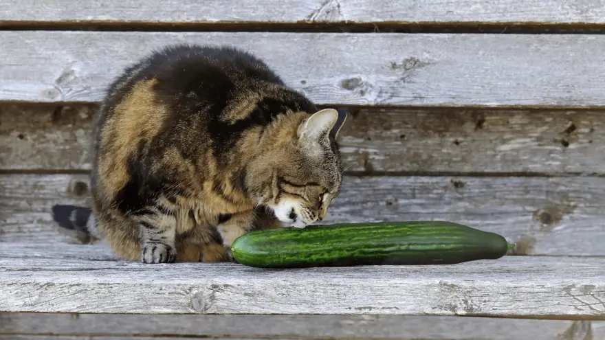 Why Are Cats Afraid Of Cucumbers? Here Are Two Possible Explanations