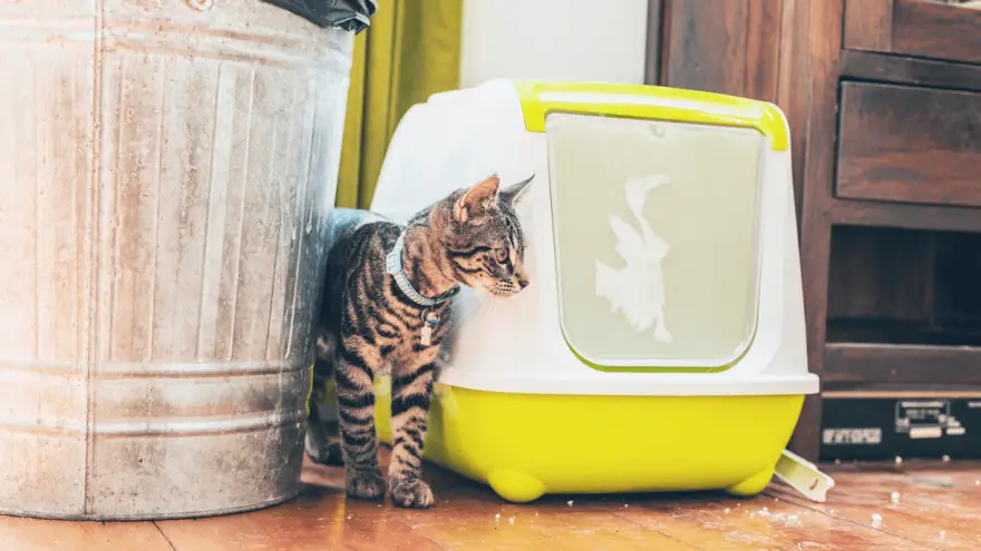 The 5 Best Cat Litter Box Furniture
