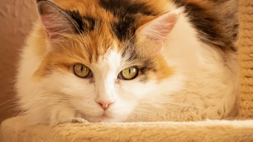 Kidney Stones In Cats - How Dangerous Are They?