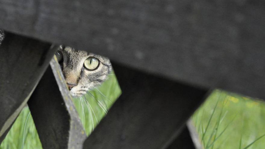 Repelenti za mačke: Kako držati mačke podalje od zabranjenih područja