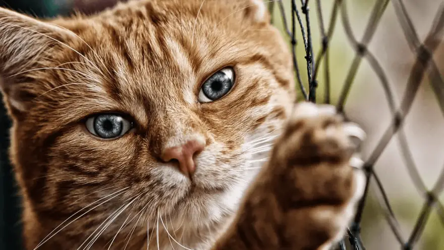 Unutarnje vs. vanjske mačke: koje su bolje?