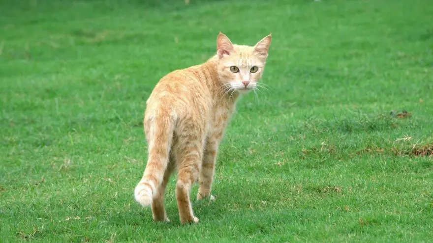 Rabies in Cats - Symptoms, Diagnose & Prevention