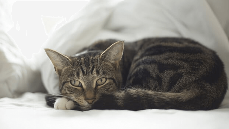Hookworms in Cats: Infection Process, Symptoms & Treatment