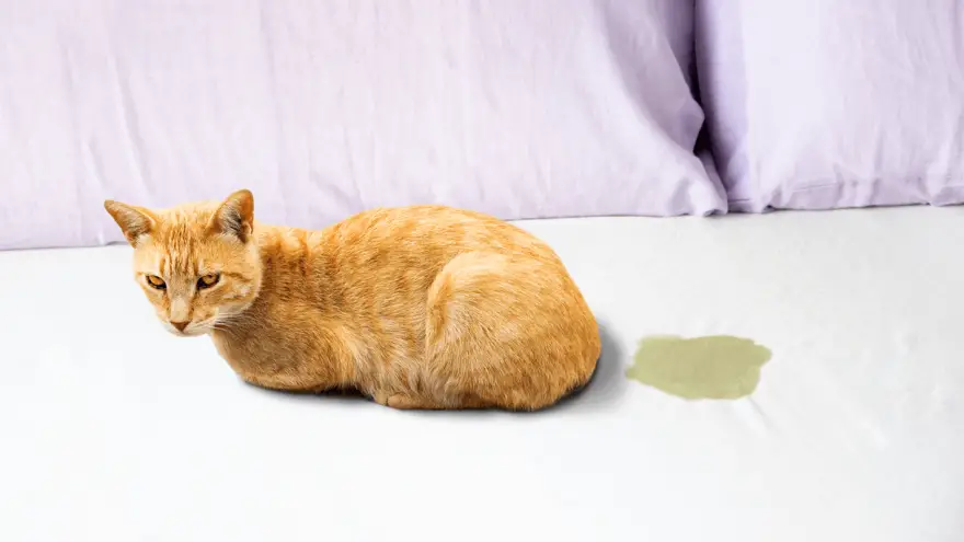 7 glavnih razloga zašto vaša mačka mokri na vaš krevet