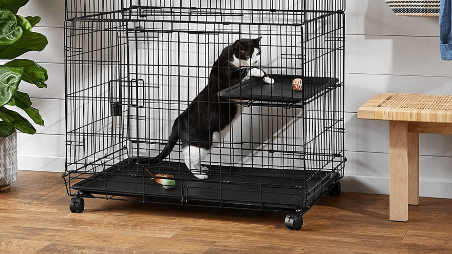 7 Best Cat Playpens for Safe Outdoor Time