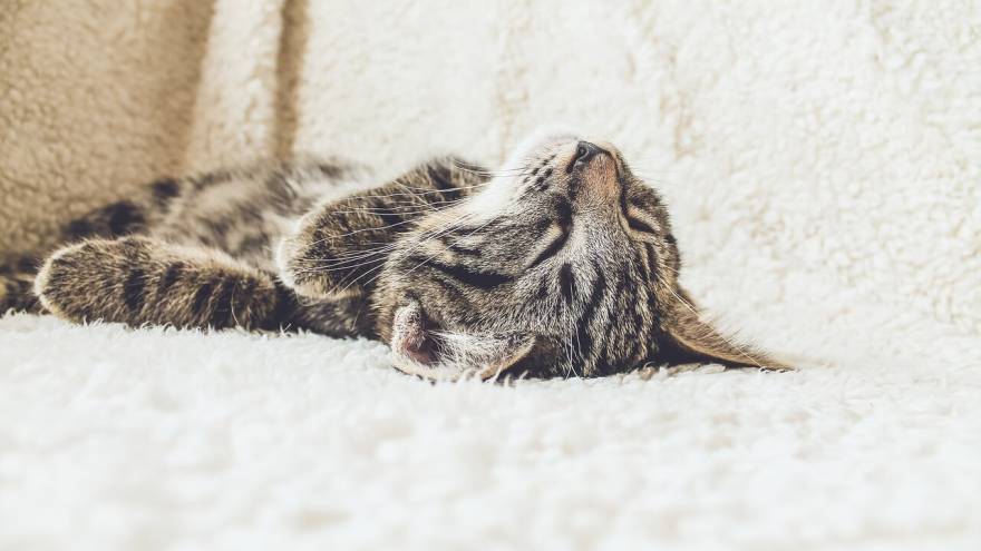 How Much Sleep Do Cats Need Each Day?