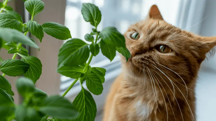 Is Basil Safe For Cats To Consume?