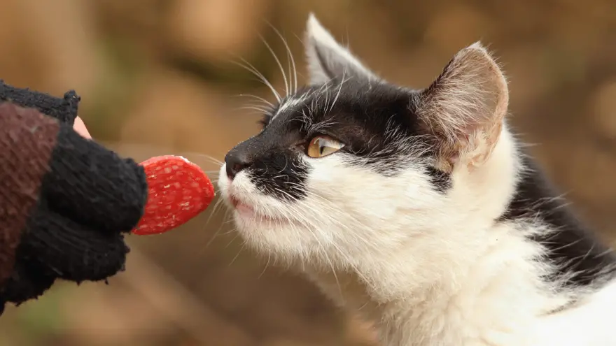 Mogu li mačke jesti salamu? Je li sigurna za njih?