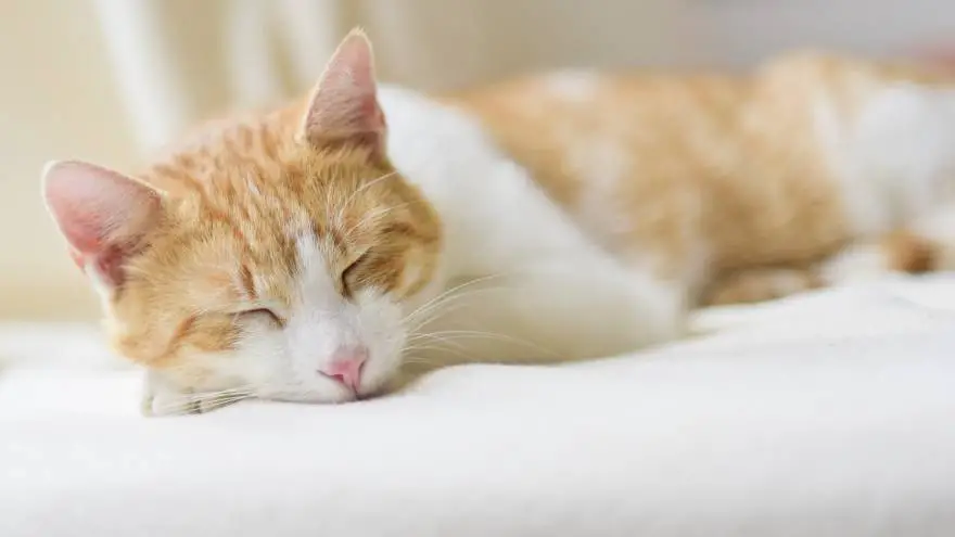 4 Most Common Reasons Why Cats Snore