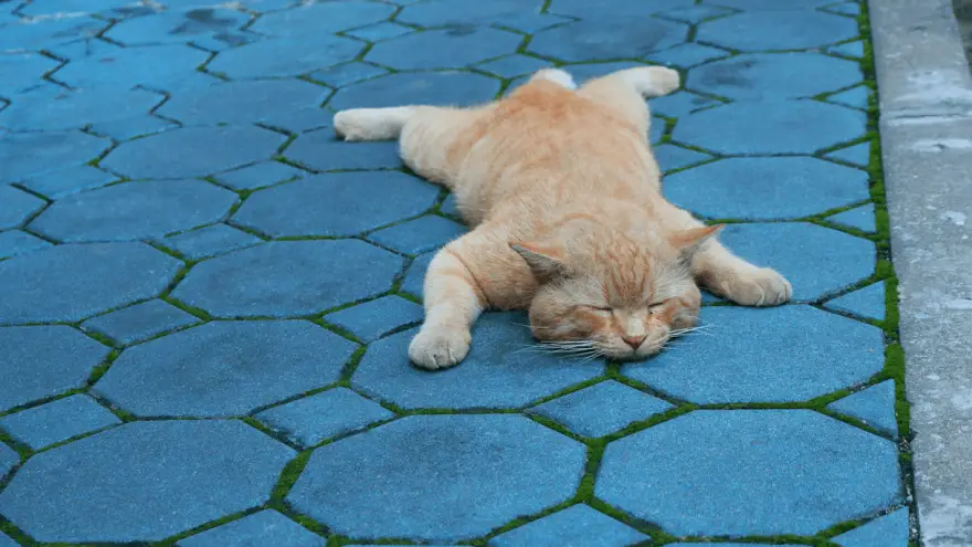 Cat Sploot - Strange Position With Purpose