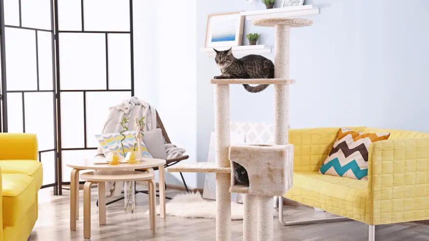 9 Best Cat Trees For Large Cats To Choose From