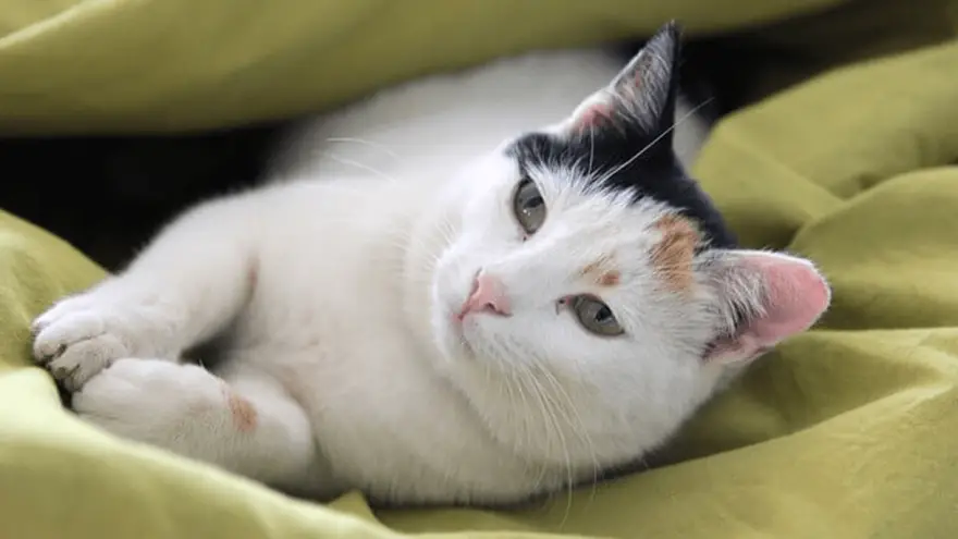 The 4 Most Common Type Of Cancer in Cats & Their Treatment