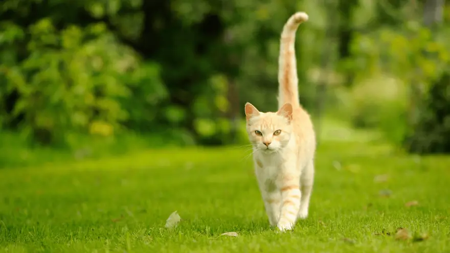 9 Common Reasons Why Cats Wag Their Tails