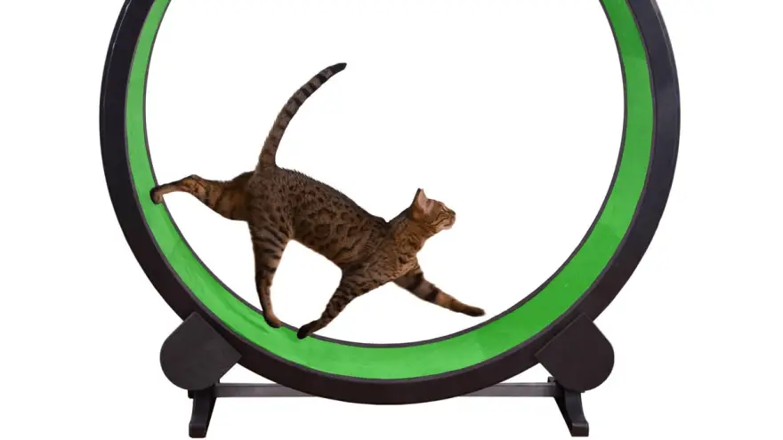 5 Best Exercise Cat Wheels