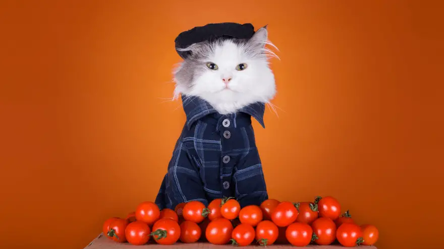Mogu li mačke jesti rajčice? Jesu li toksične za njih?