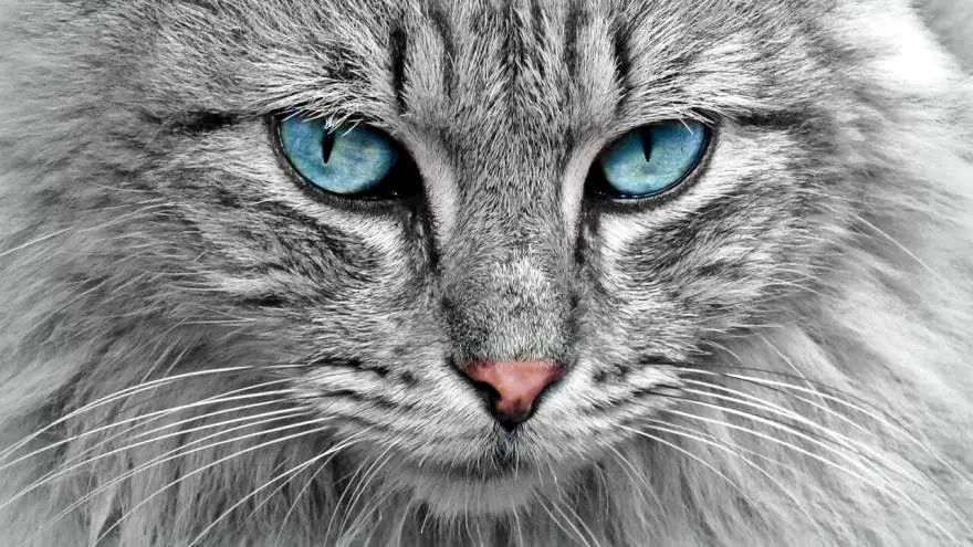 Cataracts in Cats: Causes, Symptoms & Treatment