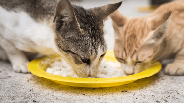 Can Cats Eat Rice Is It Good For Diarrhea World Cat Finder