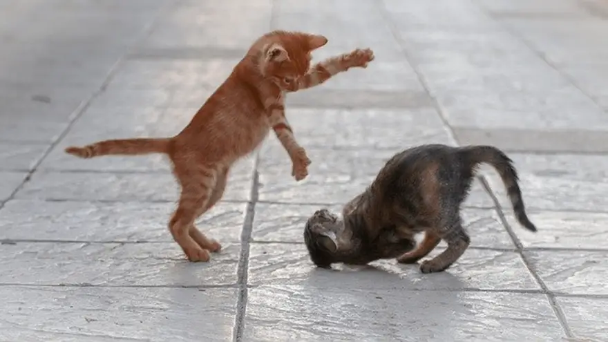 Cats in Fight: Why Do Fights Happen and How To Stop Them