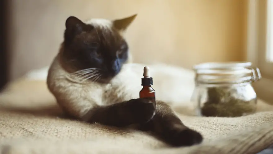 Why You Should Consider Giving CBD To Your Cat?
