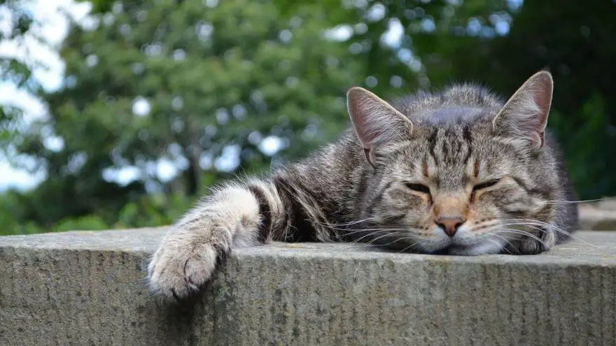 Heat Stroke in Cats - Symptoms, Treatment & Prevention