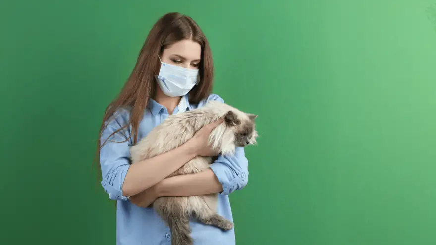 Top 10 List - Hypoallergenic Cat Breeds