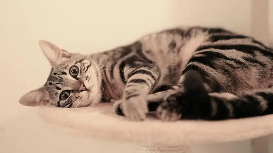 How Long Do Cats Live? Can I Prolong My Cat's Life?