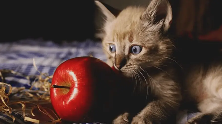 Mogu li mačke jesti jabuke? Evo kako sigurno hraniti svoju mačku jabukama