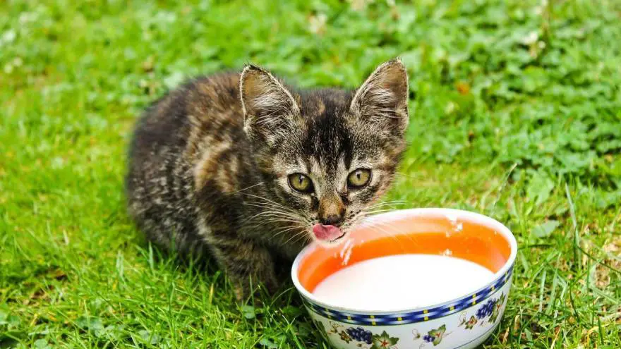 Mogu li mačke piti mlijeko? Evo što bi vam vaš veterinar mogao savjetovati