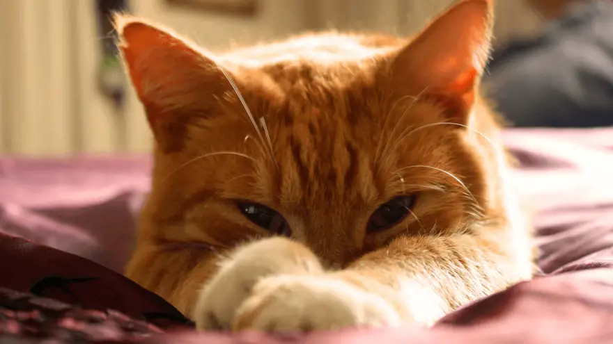 7 narančastih pasmina mačaka koje trebate znati