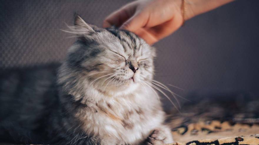 How To Safely Pet Your Cat & Which Areas To Avoid