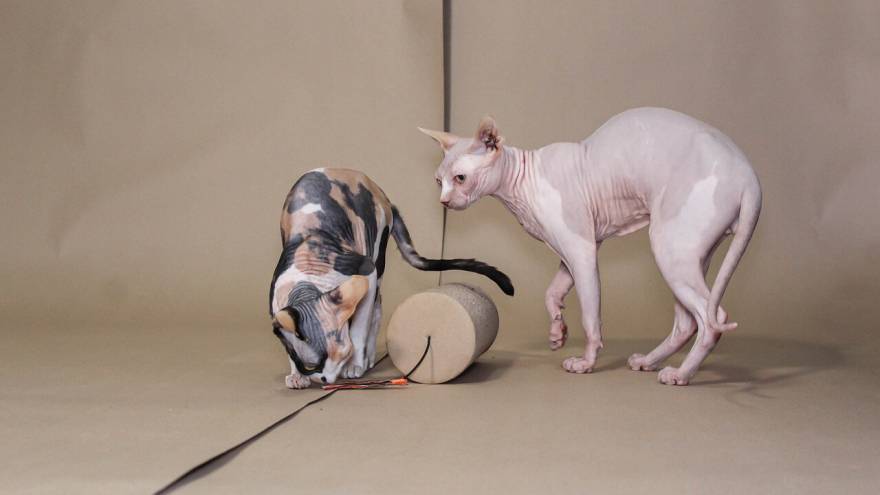 Top 7 List - Hairless Cat Breeds (With Pictures)