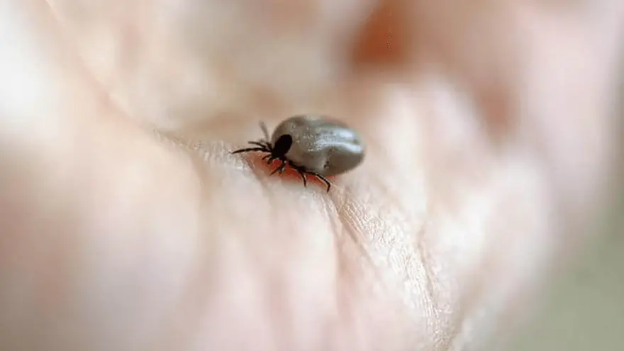 Ticks & Cats: How To Spot, Prevent & Eliminate Ticks
