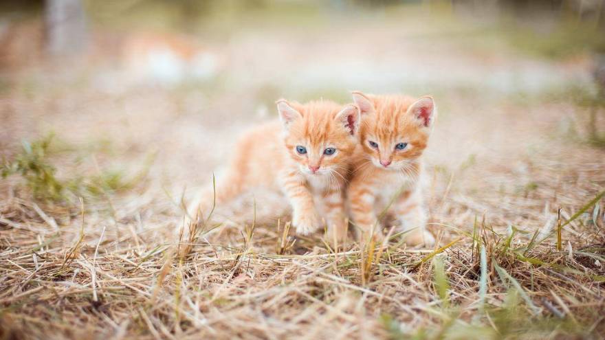Vet Corner: Fading Kitten Syndrome - All You Need To Know