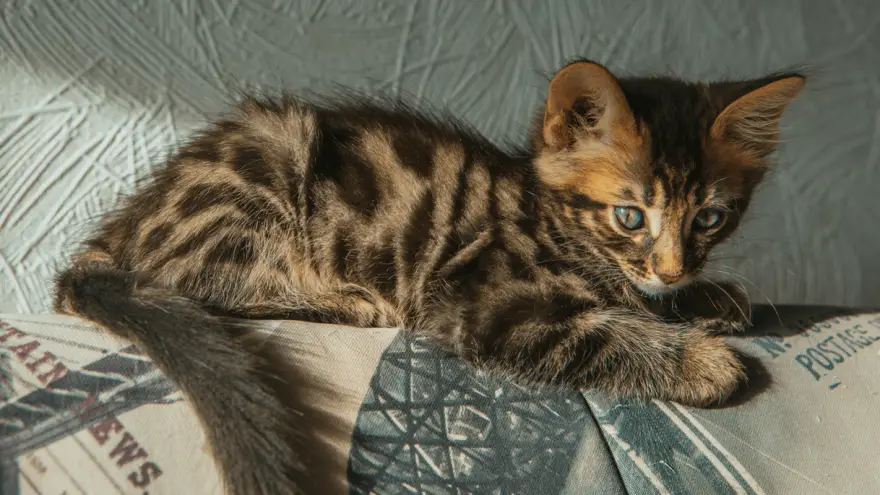 Long haired hot sale bengal cat