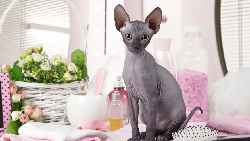 don sphynx kitten food