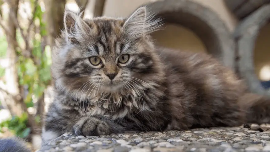 German Longhair Cat Breed Characteristics & Info | World Cat Finder