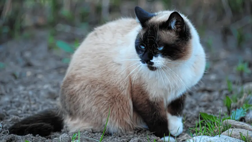 snowshoe-cat-breed-characteristics-info-world-cat-finder