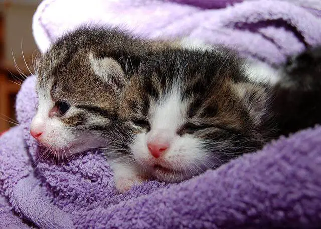 2 wrapped kittens